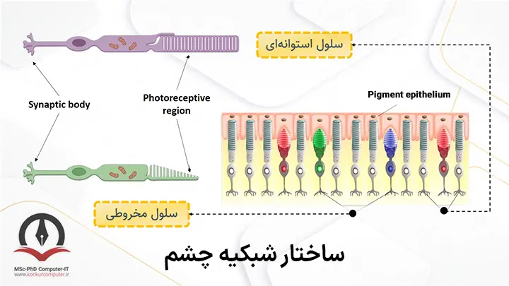 ساختار سلولهای گیرنده‌ی نوری چشم