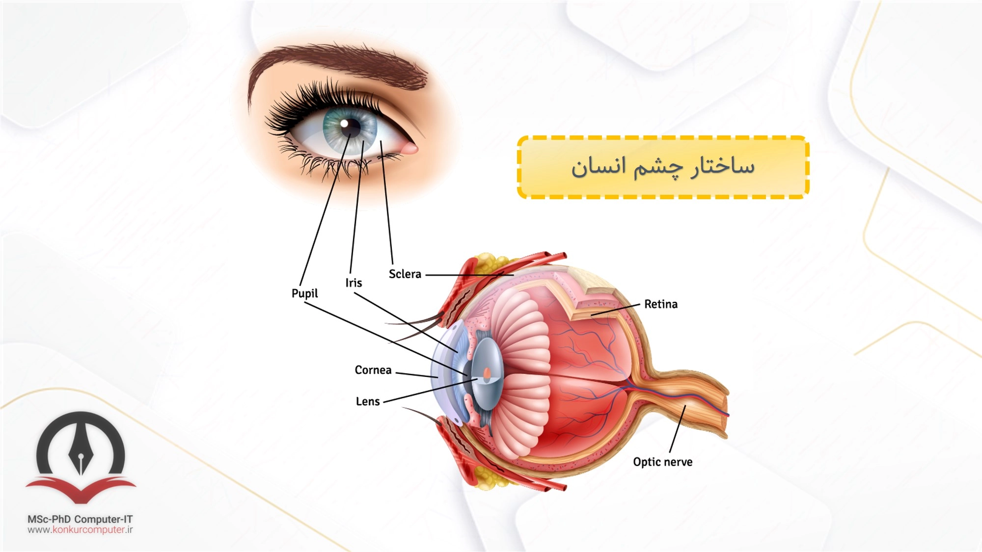 ساختار چشم انسان