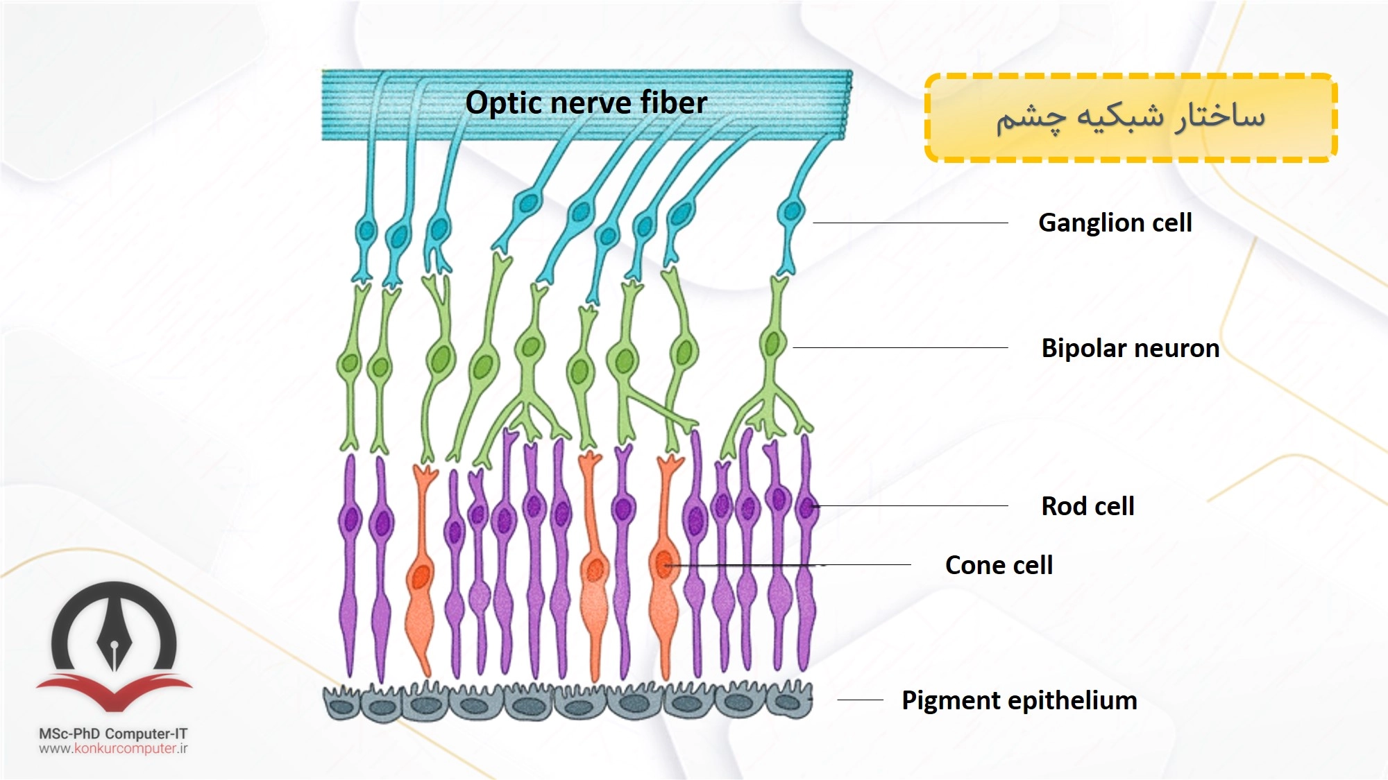 ساختار شبکیه‌ی چشم