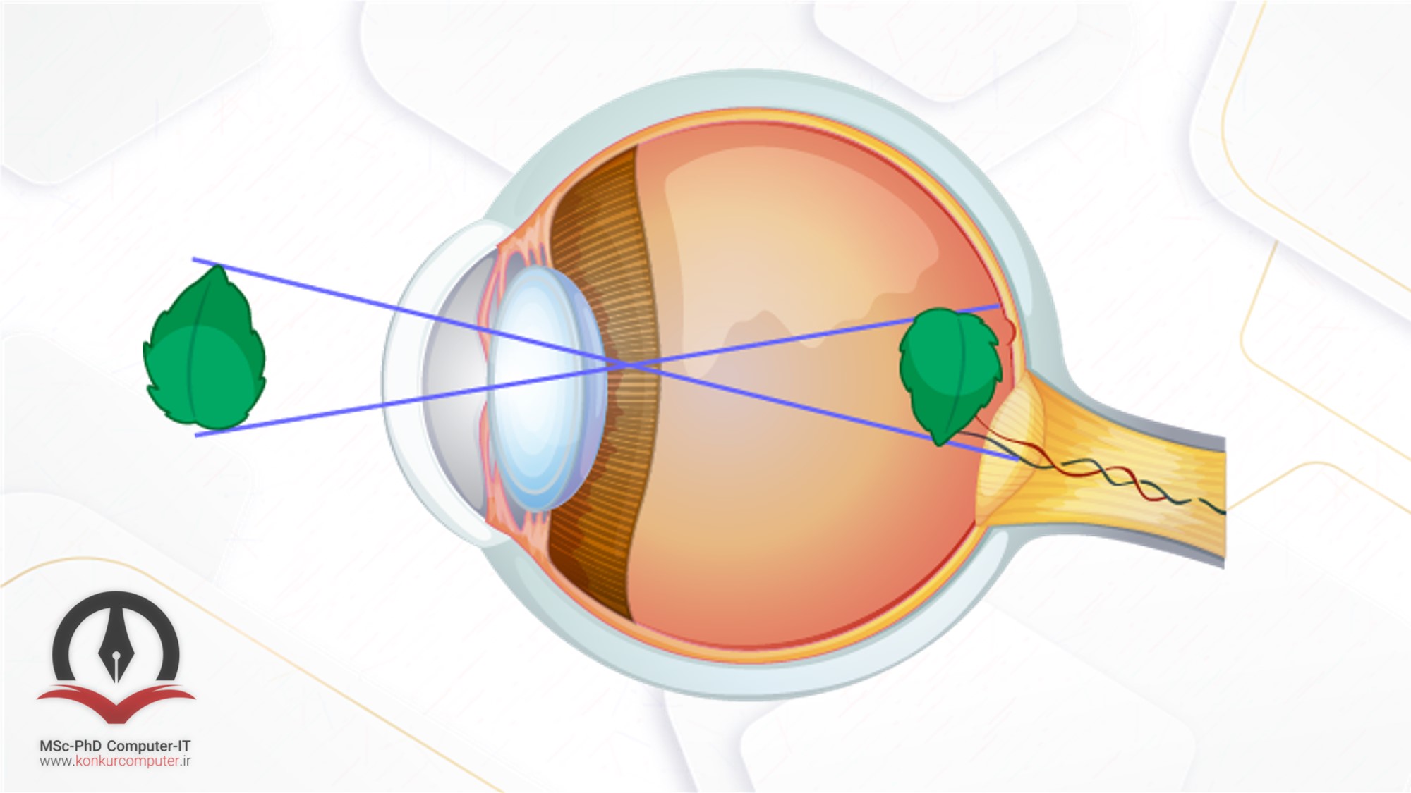 تصویر چشم انسان و تشکیل عکس وارونه‌ی برگ در شبکیه چشم که در پشت آن قرار دارد