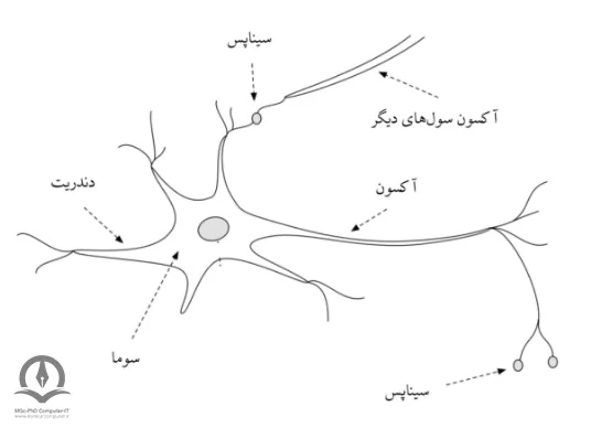 در این تصویر یک نمونه از شبکه عصبی طبیعی نشان داده شده است. یک شبکه عصبی طبیعی از بخش های مختلف مانند سیناپس، آکسون، دندریت و سوما تشکیل شده است. این شبکه عصبی طبیعی نرون نام دارد. نورون ها با استفاده از آکسون ها و دندریت ها با یکدیگر اتصال پیدا می‌کنند. به مناطق اتصال دهنده بین آکسون و دندریت ها سیناپس گفته می‌شود. سیگنال های ارسال شده از هر نورون توسط آکسون نورون به دندریت نرونی دیگر منتقل می‌شود